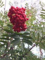 Sorbus `Sheerwater Seedling`